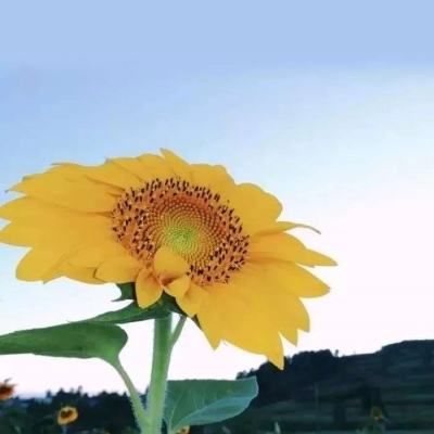 半岛app下载入口