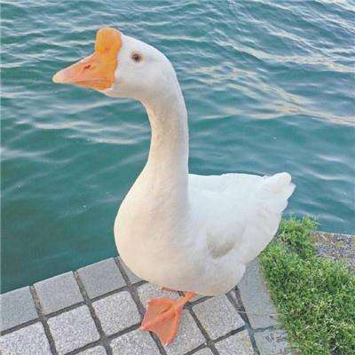 B体育手机版下载